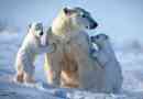 10 Faktov o polárnych medveďoch