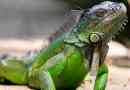 10 Zaujímavých faktov o iguanah