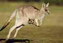 50 Zaujímavých faktov o kangaroo