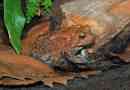 Americký ropucha v teráriu. Foto the the thatha