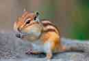 Chipmuns