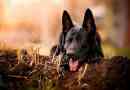 Black german shepherd - výhody a nevýhody plemena