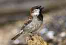 House sparrow - popis, foto a video