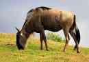 Gnu - antelope alebo nie?