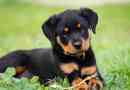 Charakteristiky a obsah plemena rottweiler