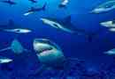 Zaujímavé fakty o žralokoch