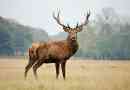 Zaujímavé fakty o jeleň