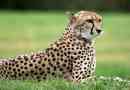 Zaujímavé fakty o geparde