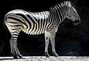 Zaujímavé fakty o zebrách