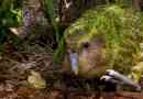 Kakapo