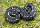 Kaukazský viper (vajuk kamekova)