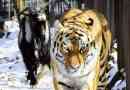 Timur goat a tiger cupid - heroes realistic show?