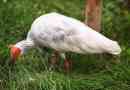 Red-legged alebo japanese ibis - najzraniteľnejší vták na zemi