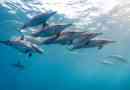 Dolphins - zobrazenia a popis