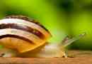 Neobvyklá štruktúra slimáka