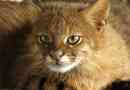 Pampas cat: popis, foto a video