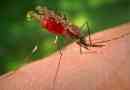 Prečo je malária distribuovaná v mokradiach?