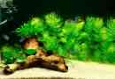 Rogoltnik v akváriu - typy a starostlivosť