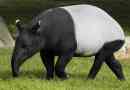 Tapir
