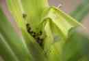 Vedci: caterpillars podvádzať kukuricu s vlastnými výkalmi