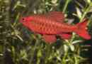 Cherry barbus: foto, popis