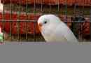 Vzhľad bielych vlnných papagájov a ich chovu