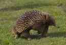 Echidna