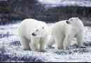 Či biele medvede žijú v arktíde?