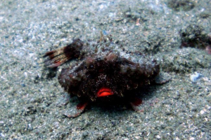 10 Najneobvyklejších planét zvierat 10 Najneobvyklejších planét zvierat