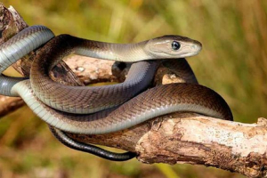 14 Zaujímavých faktov o čiernom mambe 14 Zaujímavých faktov o čiernom mambe