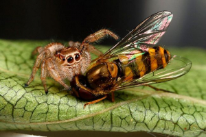 15 Zaujímavých faktov o pavúkoch 15 Zaujímavých faktov o pavúkoch