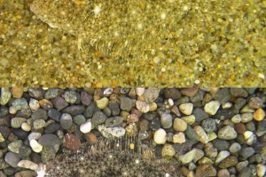 25 Zvierat - šampiónov v zamasku 25 Zvierat - šampiónov v zamasku