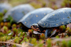40 Zaujímavých faktov o korytnačkách 40 Zaujímavých faktov o korytnačkách