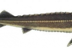 Baster - hybridný rýb Baster - hybridný rýb