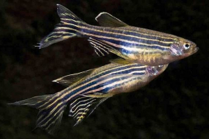 Danio roerio rybka. Popis, funkcie, typy, obsah a starostlivosť Danio roerio rybka. Popis, funkcie, typy, obsah a starostlivosť