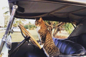 Radge - mačka s mnohými talentmi