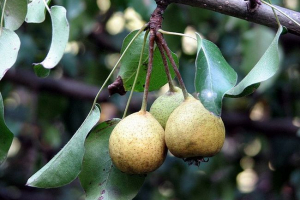 Divoké hrušky Divoké hrušky