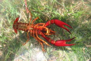 Floridian rakovina, on je červená bažina Floridian rakovina, on je červená bažina