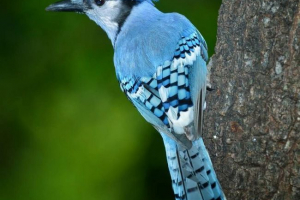 Modrá manžeta - vták s modrou khokholcom