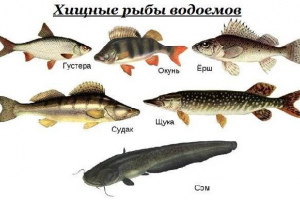 Predátorské ryby. Názvy, popisy a znaky predátorských rýb