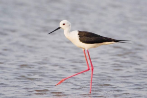 Waterman - vták v ružovej losines