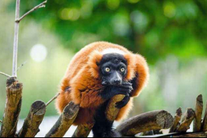 Endemické a vzácne zvieratá madagaskarských ostrovov