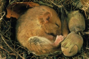 Aké zvieratá spadajú do režimu dlhodobého spánku