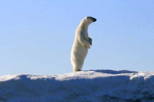 Aká veľkosť a hmotnosť polárneho medveďa?