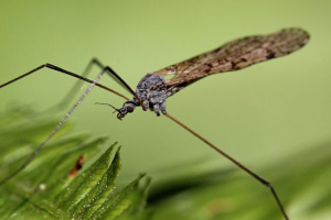 Komar shelonozha Komar shelonozha