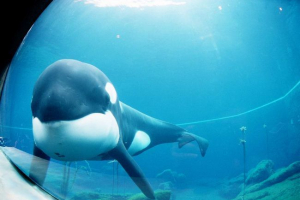 Kiteka caiko: životný príbeh