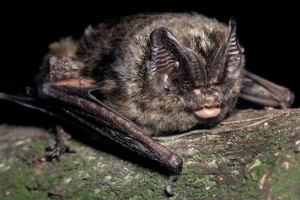 Červená kniha kaliningradskej oblasti