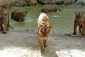 Nebezpečné zvieratá thajsko