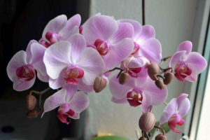 Orchidea