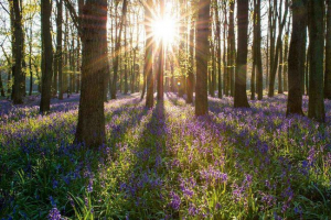 Základné biomes planéta
